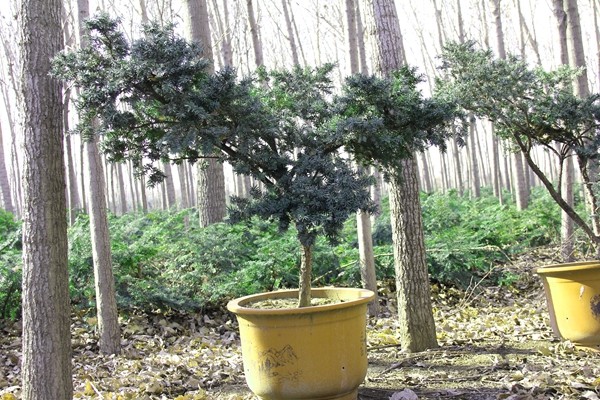 河南红豆杉种植基地整体转让