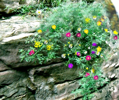 野山菊