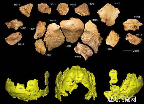 图3. 许昌2号头骨化石碎片及头骨化石的3D虚拟复原（吴秀杰供图）