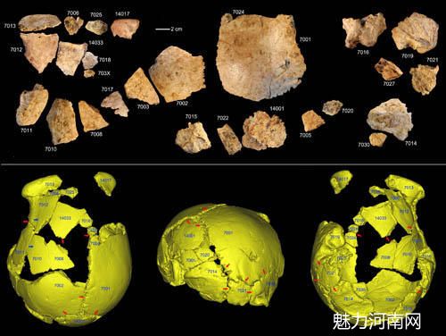 图2. 许昌1号头骨化石碎片及头骨化石的3D虚拟复原（吴秀杰供图）